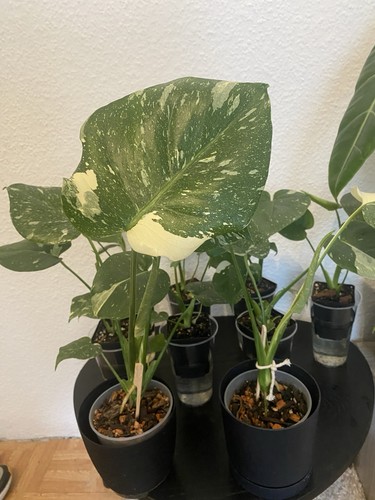 Monstera thai constellation - thai,