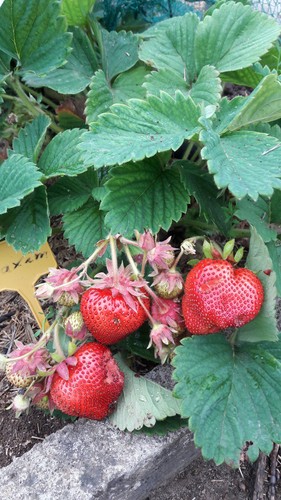 Riesen erdbeeren pflanzen - riesen,