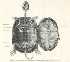 Skelett der Griechischen