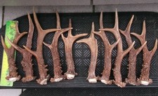 5 Paare starke echte Rehbock