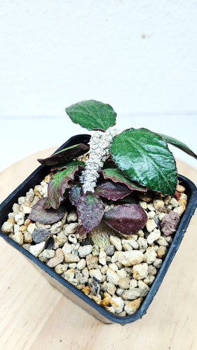 Euphorbia ambovombensis