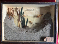 Antiker Schaukasten Lehrmodell Plattbauch Libellula depressa