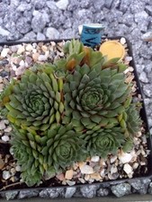 Hauswurz Semmpervivum 2 Kindl