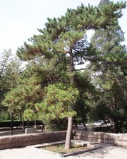 Samen von der CHINESICHEN