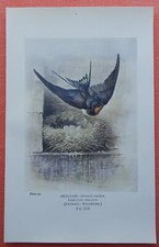 Rauchschwalbe Swallow  Hirundo