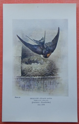 Rauchschwalbe swallow hirundo - swallow,