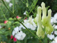 10 Seeds Aconitum lamarckii -