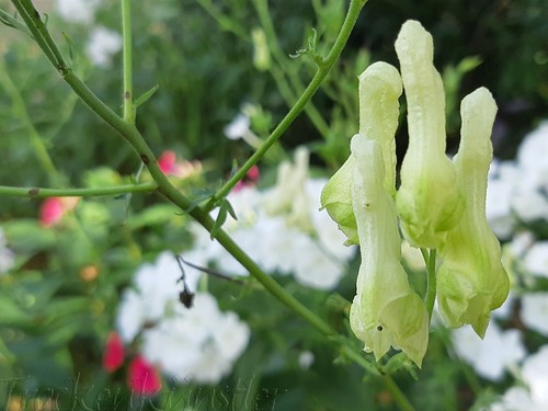 Seeds aconitum lamarckii - aconitum,