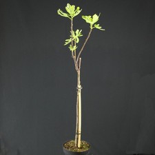 Feigen Zwergobstbaum 80-110cm