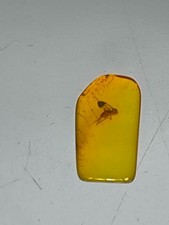 Bernstein  mit  Insekt