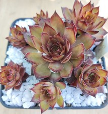 Sempervivum walnut toffee - sempervivum, toffee"