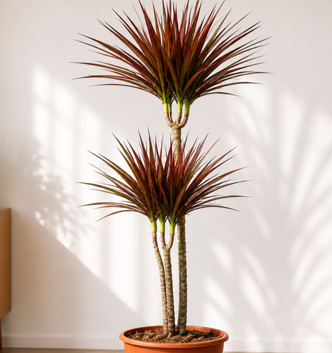 Dracaena magenta 100cm - dracaena,