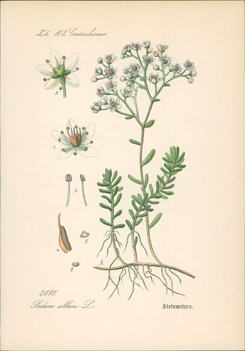 Chromolithographie - ,