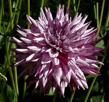 Dahlien‑Rhizome Blackberry