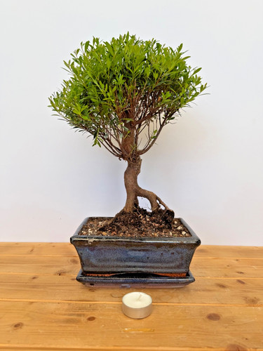 Zimmerbonsai kirschmyrte - zimmerbonsai,