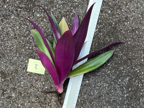 Zweifarbige dreimasterblume - zweifarbige,