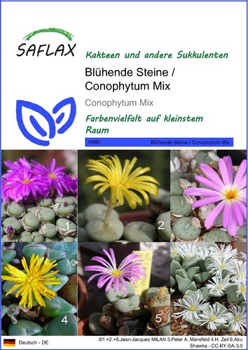 Saflax samen blühende - -,