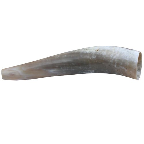 Weisskirchen ochsenhorn 40cm - ochsenhorn,