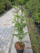 Sorbus Joseph Rock -
