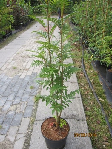 Sorbus joseph rock - sorbus,