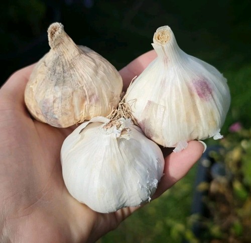 Pflanzknoblauch mischung - mischung, 3
