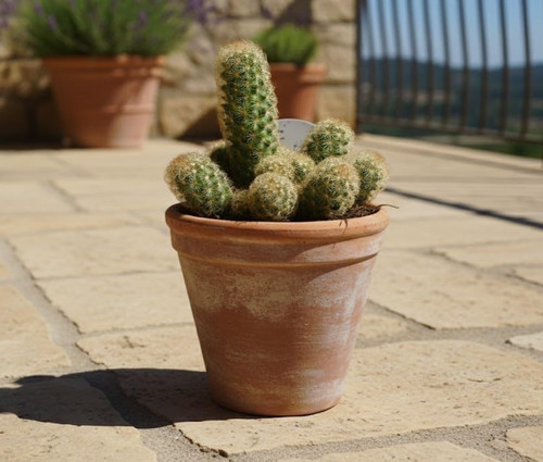 Mammilaria elongata große - mammilaria, elongata,große