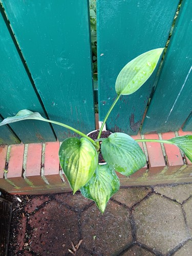 Hosta funkie sharmon - hosta/funkie, "sharmon"