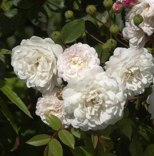 Kletterrose felicite - kletterrose,