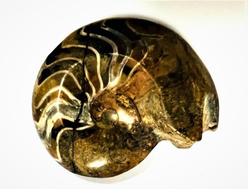 Fm0011 goniatit ammonit - ammonit, fossil