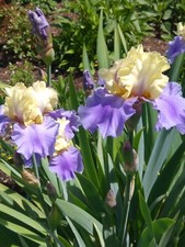 Hohe Bart Iris/Schwertlilie aus privatem Garten