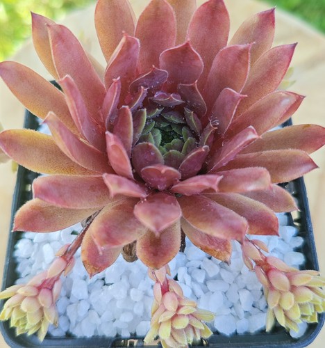 Sempervivum faramir 2x - sempervivum,