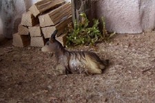 Ziege liegend aus Polyresin