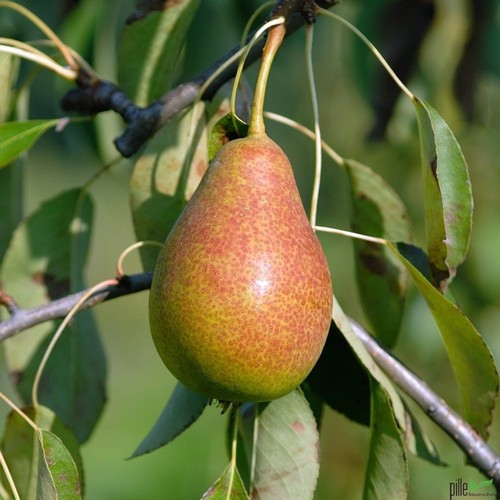 Birnenbaum williams christ - birnenbaum,