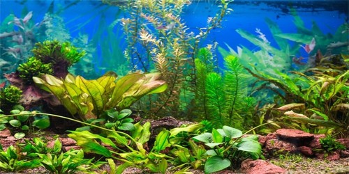 Aquarium/Terrarium