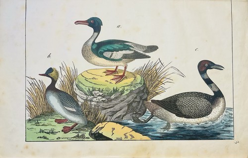 Ente vogel natur 1838 antik - vogel,