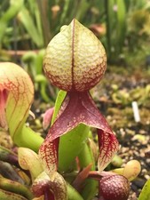 40 frische Samen Darlingtonia Californica,  Kobralilie, Fleischfressende Pflanze