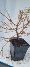 Lärche-Prebonsai