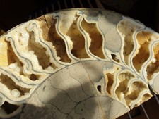 Riesiger gesägter Ammonit mit