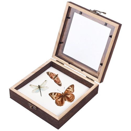 Insektenschaukasten