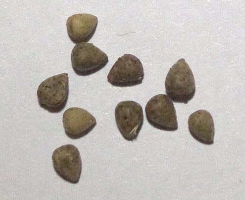 Samen euphorbia obesa - samen,