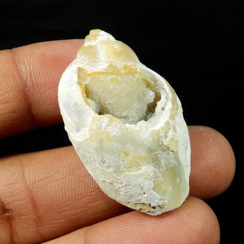 Natürliches muschelgestein - natürliches,