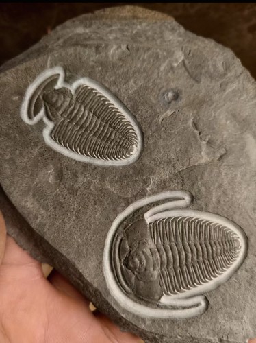 Echtes trilobiten fossil auf - echtes, trilobiten‑fossil