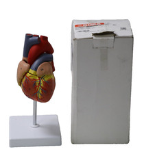 Gima 40069 Nummeriertes, farbiges, in 2 Teilen zerlegbares Herzmodell