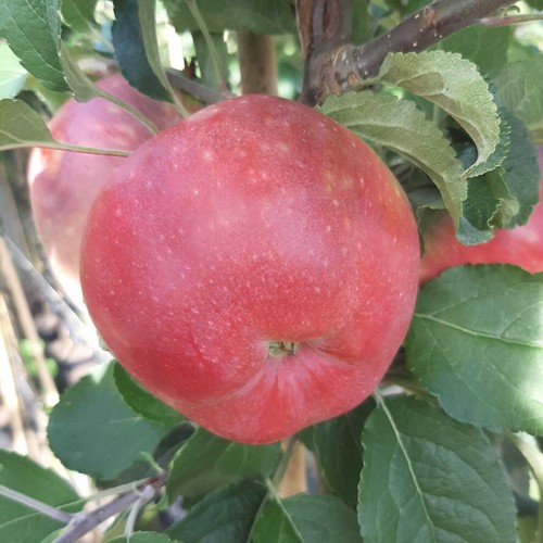 Kirgisischer herbstapfel - kirgisischer,