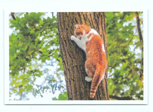 Postkarte katze - postkarte,