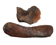 Lias  Stenopterygius  Große Saurierknochen  Saurier  Berg bei Altdorf   W16-10