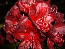 Rhododendron Hybride Serengeti