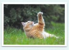 1 AK Katze "Fangenspiel" - NEU