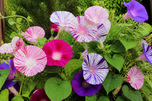 Ipomoea purpurea - 🌱,