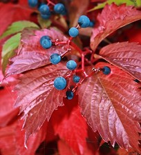 10 Samen Wilder Wein